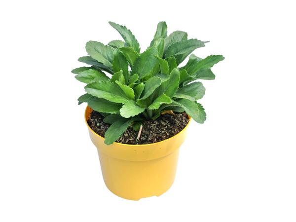Shasta Daisy Yellow