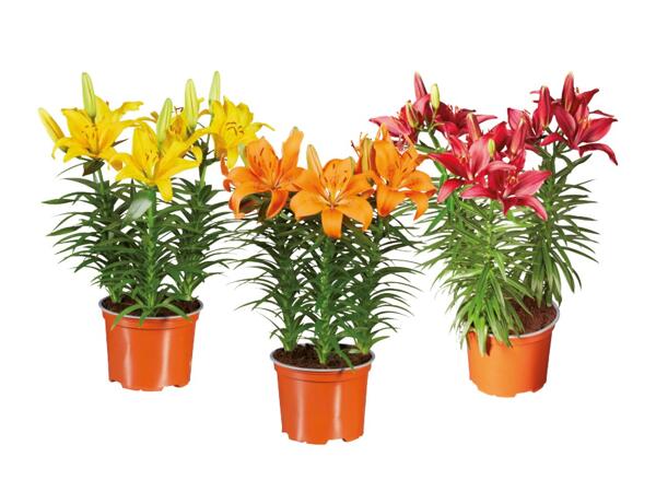 Lilies