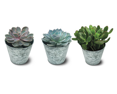 4" Succulent in Tin