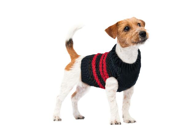 Dog Jumper