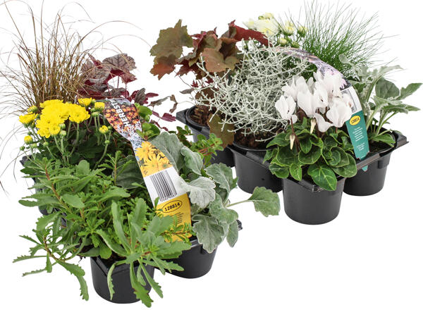 Herbstpflanzen, 6er-Tray