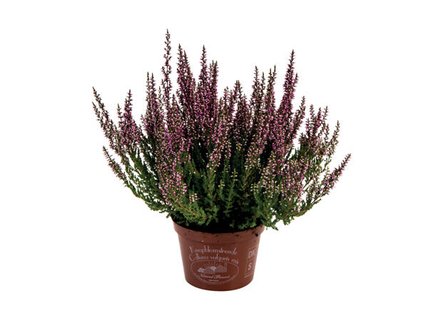 Calluna lyng