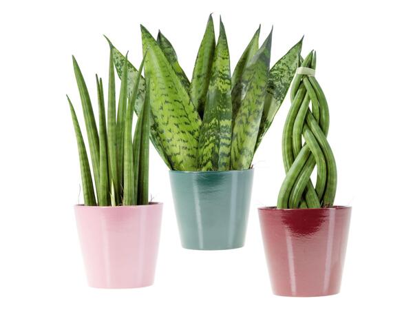 Sanseveria