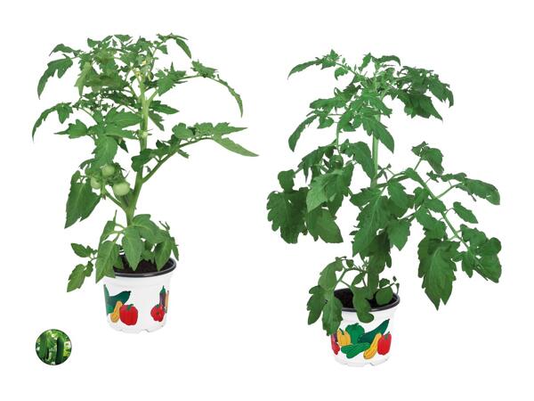 Plants de légumes