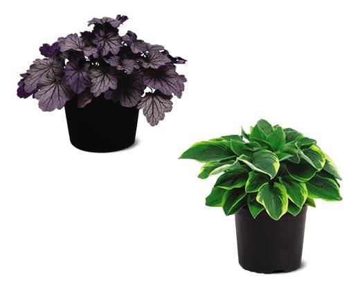 Spring Perennial Assorted Varieties