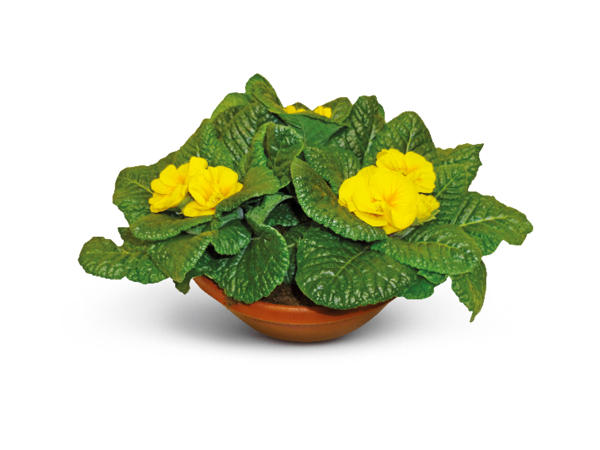 British Primrose Bowl