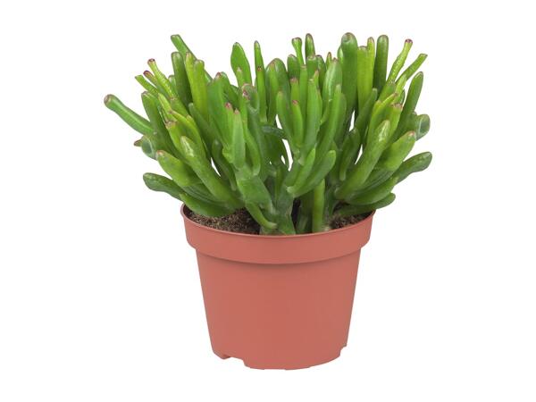 Succulent