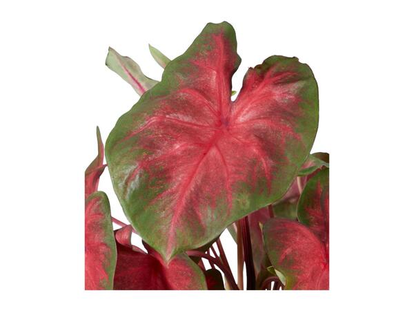 Caladium Mix