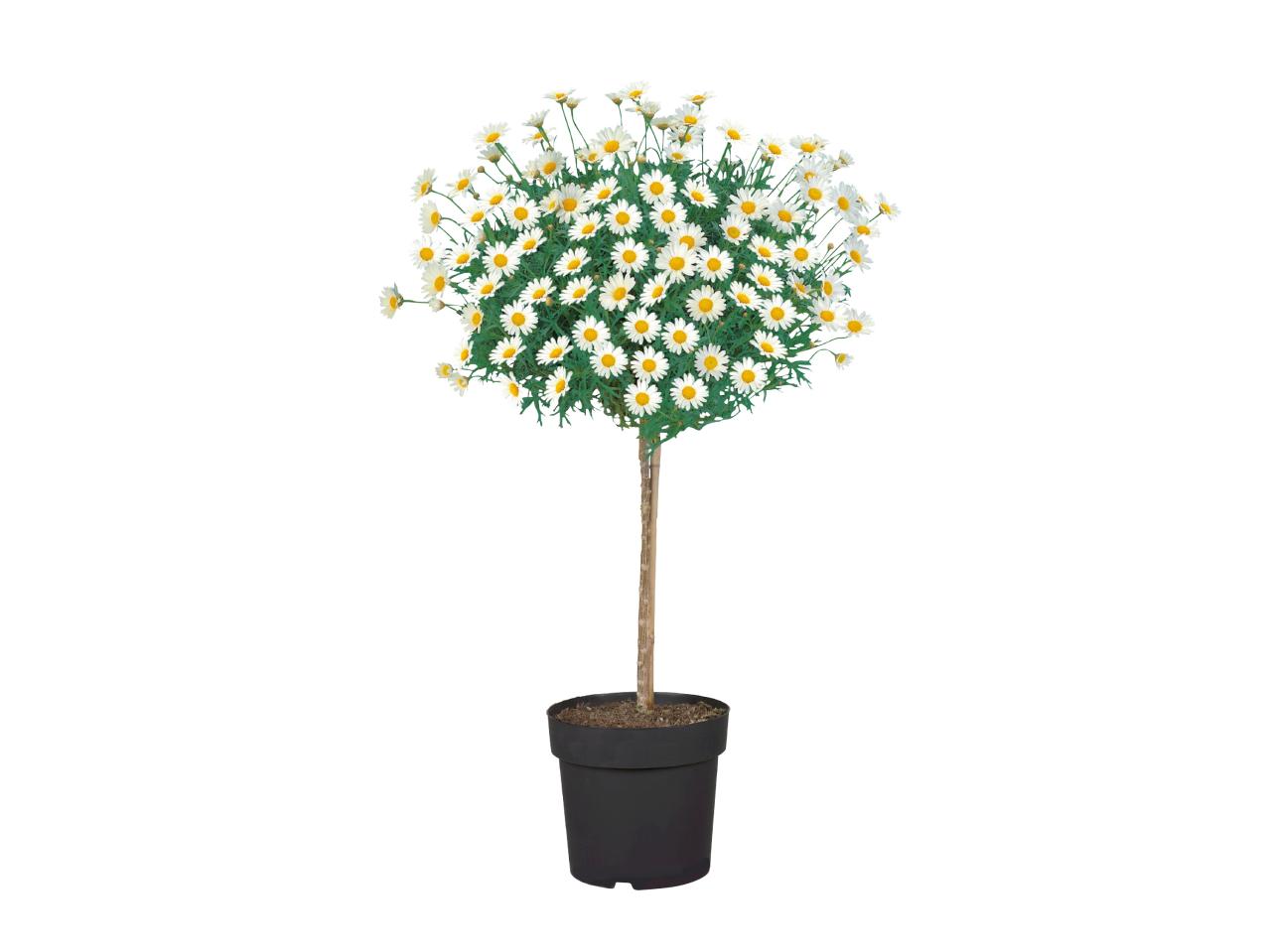 Italian Marguerite1