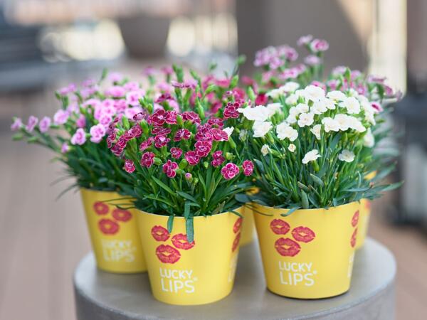 Dianthus Lucky Lips
