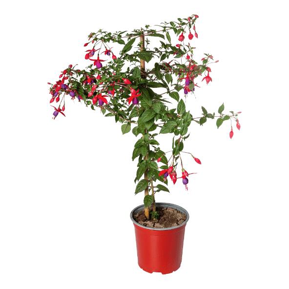 Fuchsie