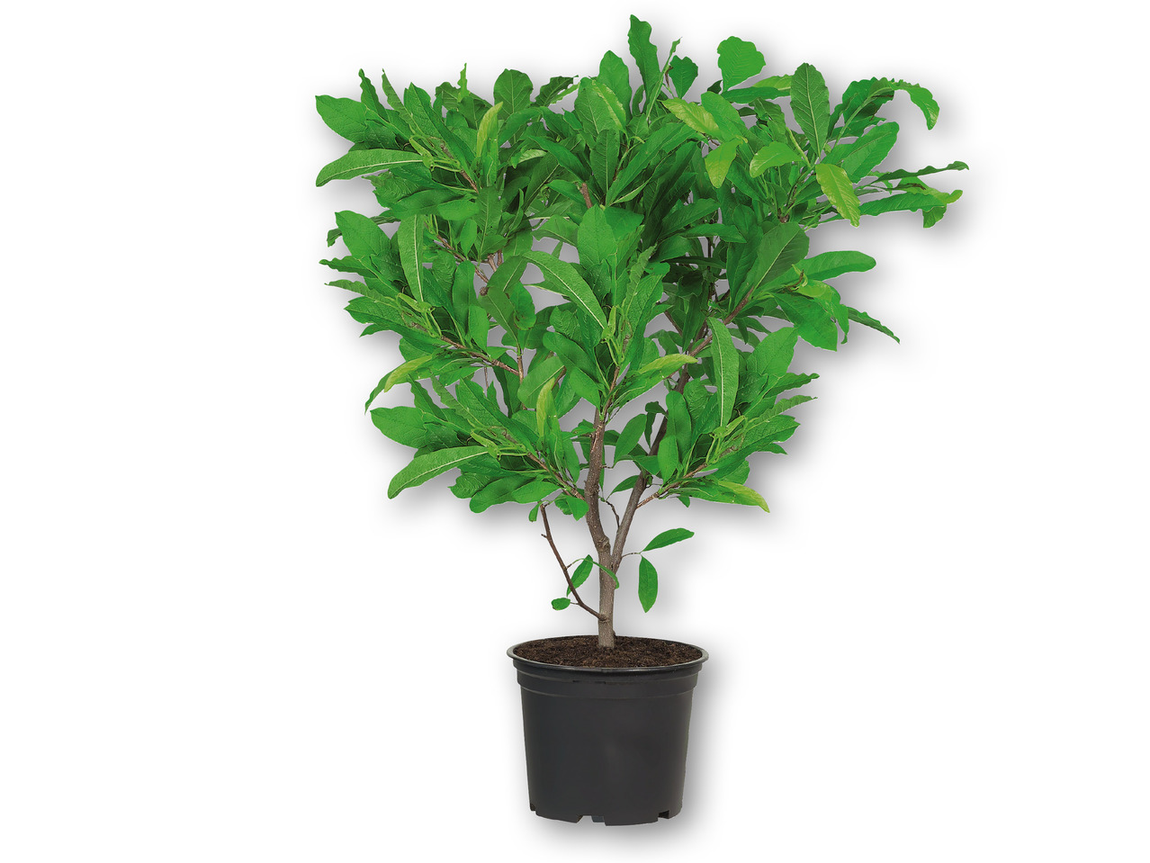 Magnolia