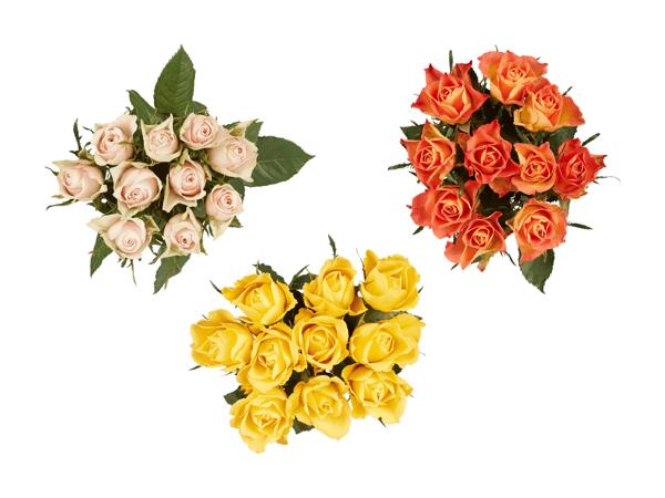 Roses Fairtrade
