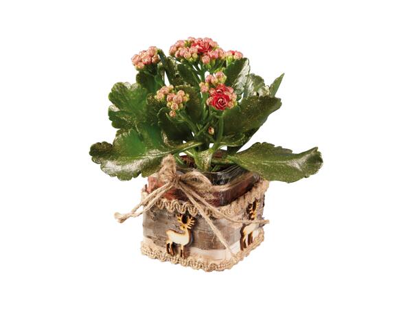 Kalanchoe
