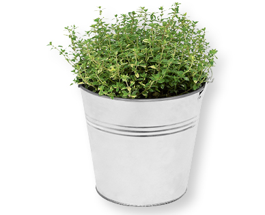 Herbes aromatiques italiennes