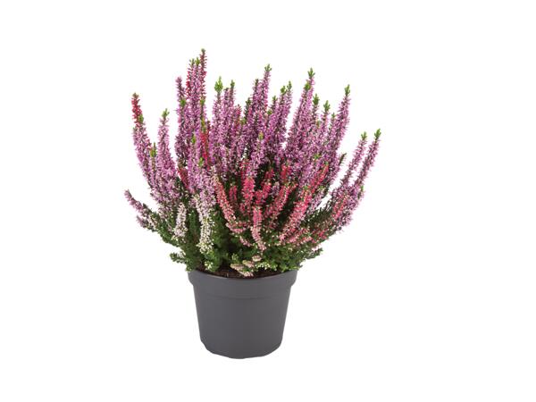 Calluna Vulgaris