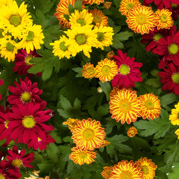 Chrysantheme
