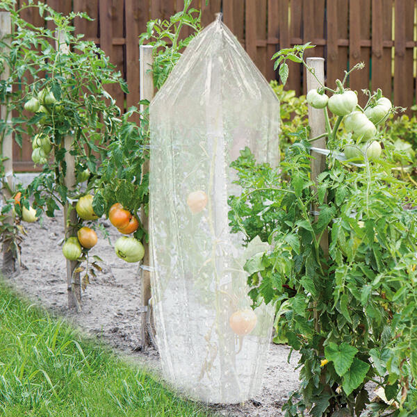 Tomaten-Reifehaube