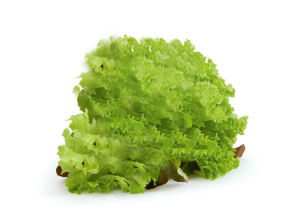 Salade verte frisée