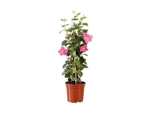 Dipladenia