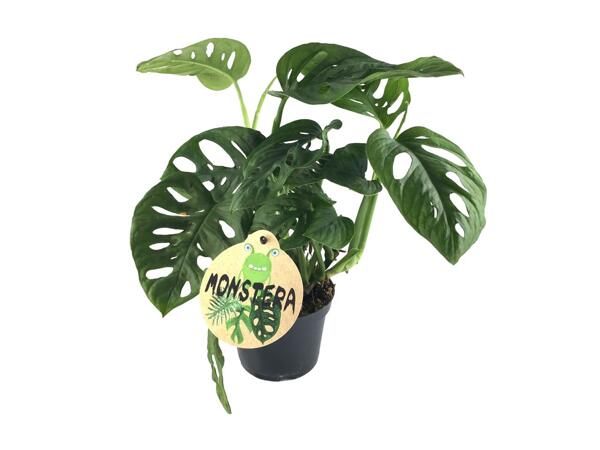 Monstera