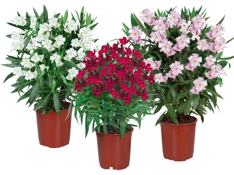 Oleander