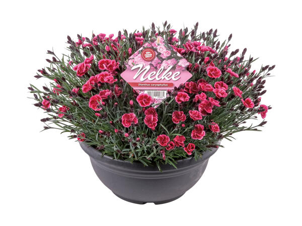 Dianthus en bol