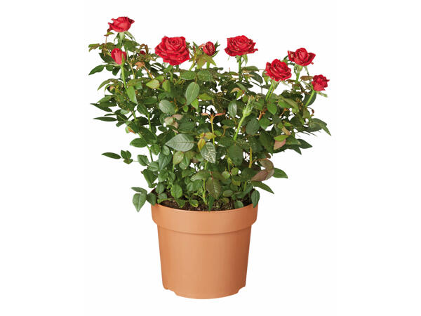 Rosier en pot avec paillettes