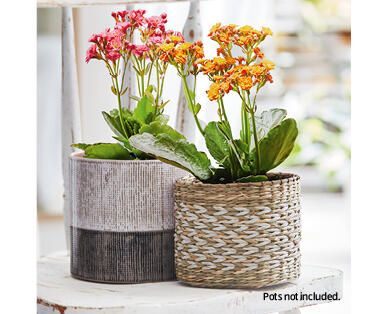 Kalanchoe 120mm