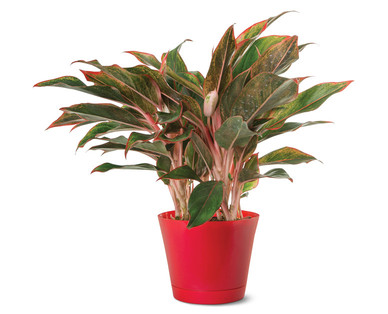 6" Red Aglaonema