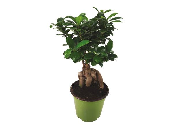 Bonsai Ficus Ginseng