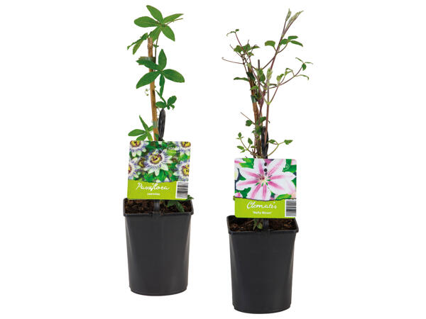 Climbing Plants