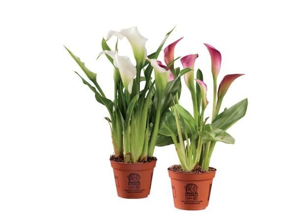 Calla