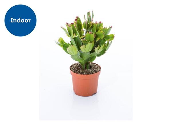 Christmas Cactus