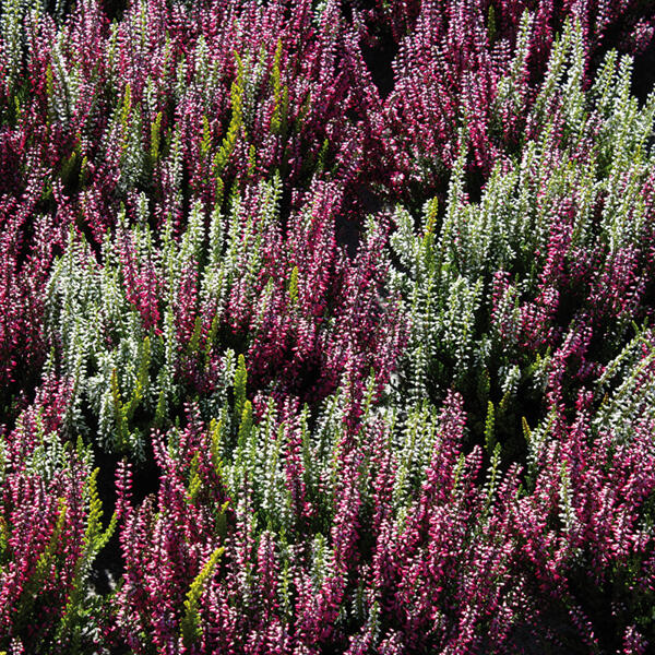 Heidekraut Calluna Twin-Girls zweifarbig