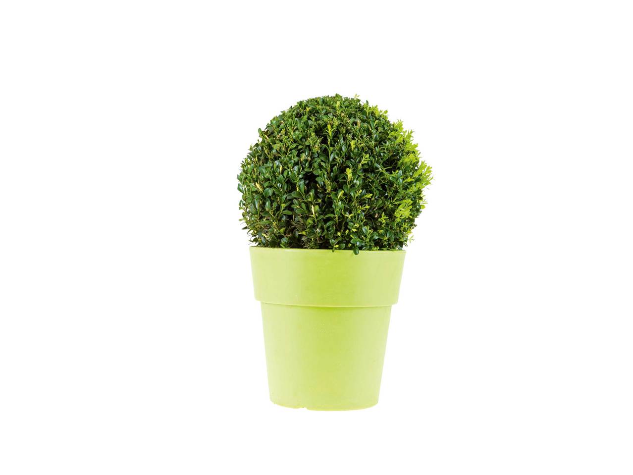 Buis en pot décoratif