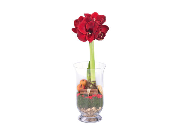 Amaryllis i glas med mos