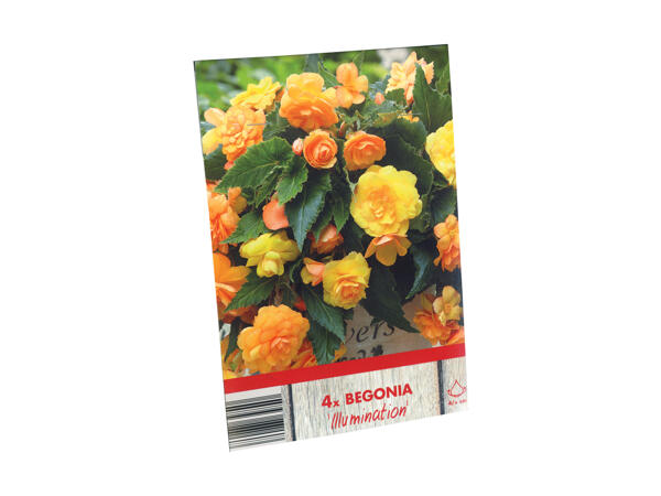 Begonia blomsterløg