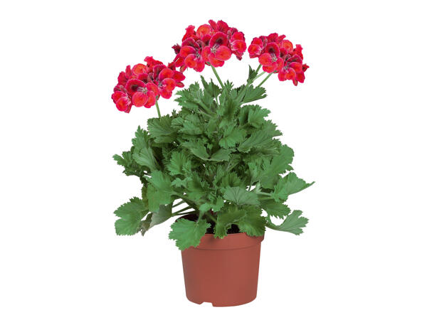 Geranium Grandiflorum