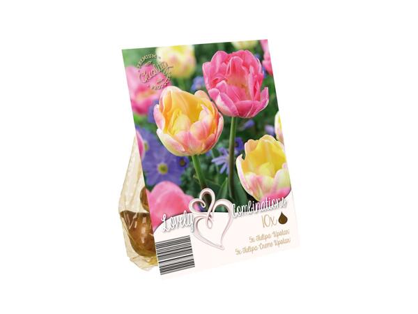 Colour Mix Bulbs