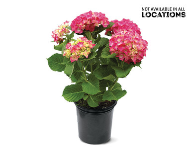 8" Hydrangea