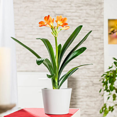 Clivia