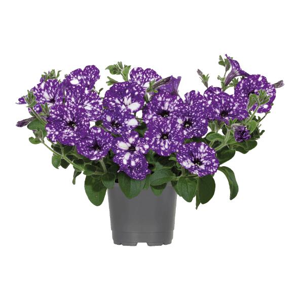 Petunia