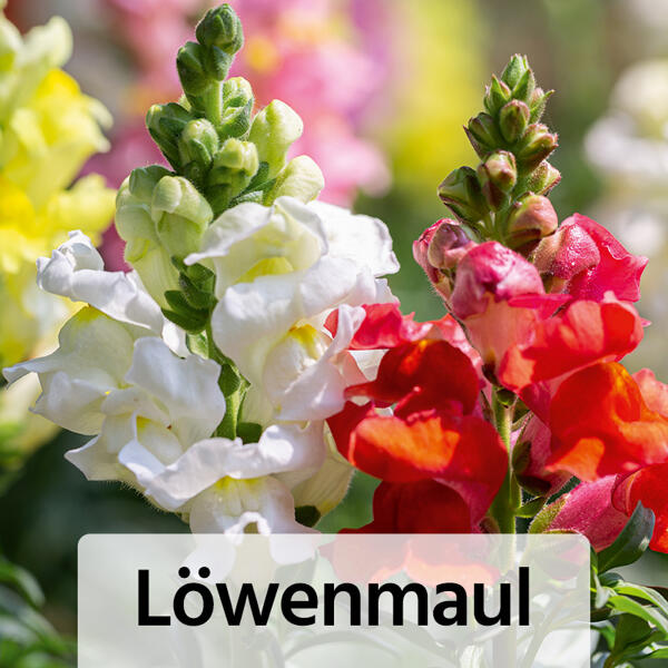 Sommer-Jungpflanzen