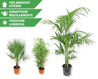 Palme e bambù assortiti GARDENLINE(R)