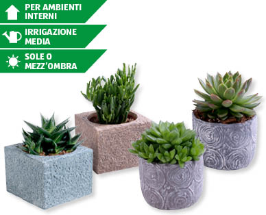 Piante grasse assortite