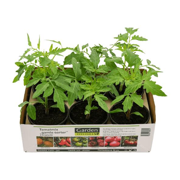 Tomatplanter