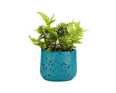 Fern in Ceramic Pot