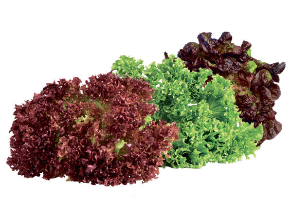 Österreichischer Bio-Salat