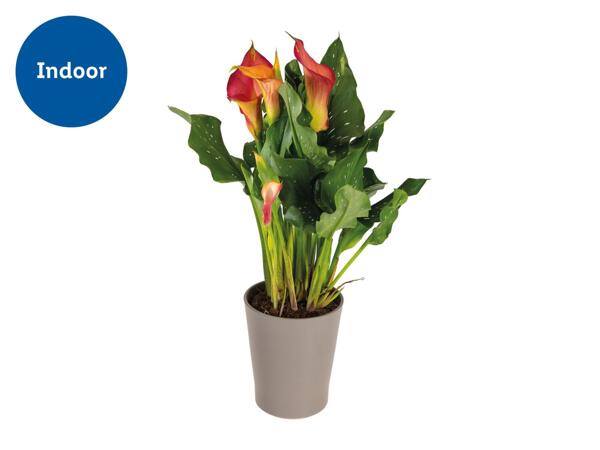 Calla in Ceramic Pot